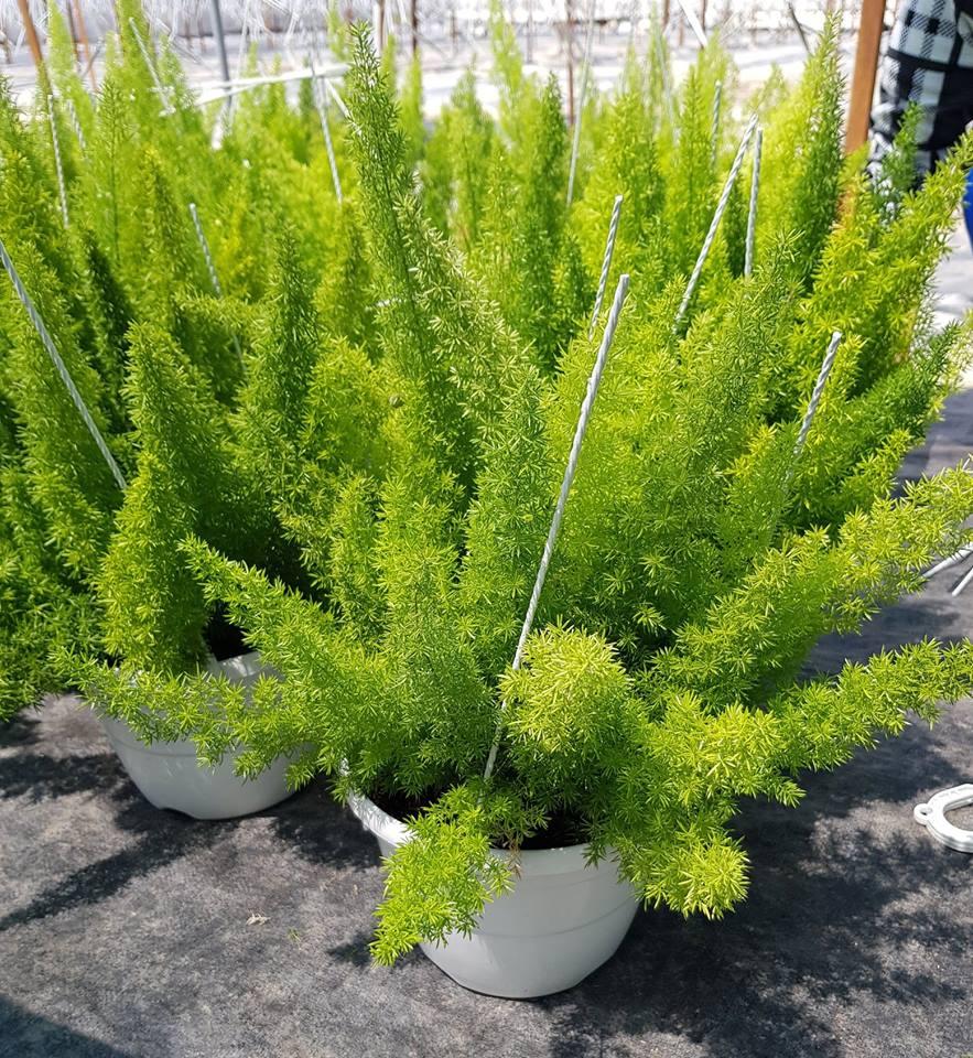 Cây Chồn 9 Đuôi - Chậu Cây Cảnh Treo