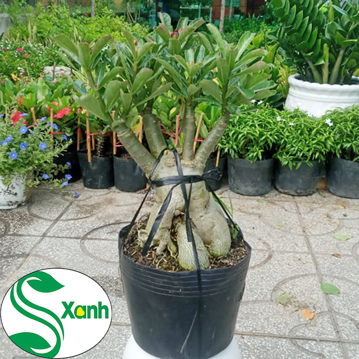 Cây Sứ Thái Ghép Hoa Cánh Kép