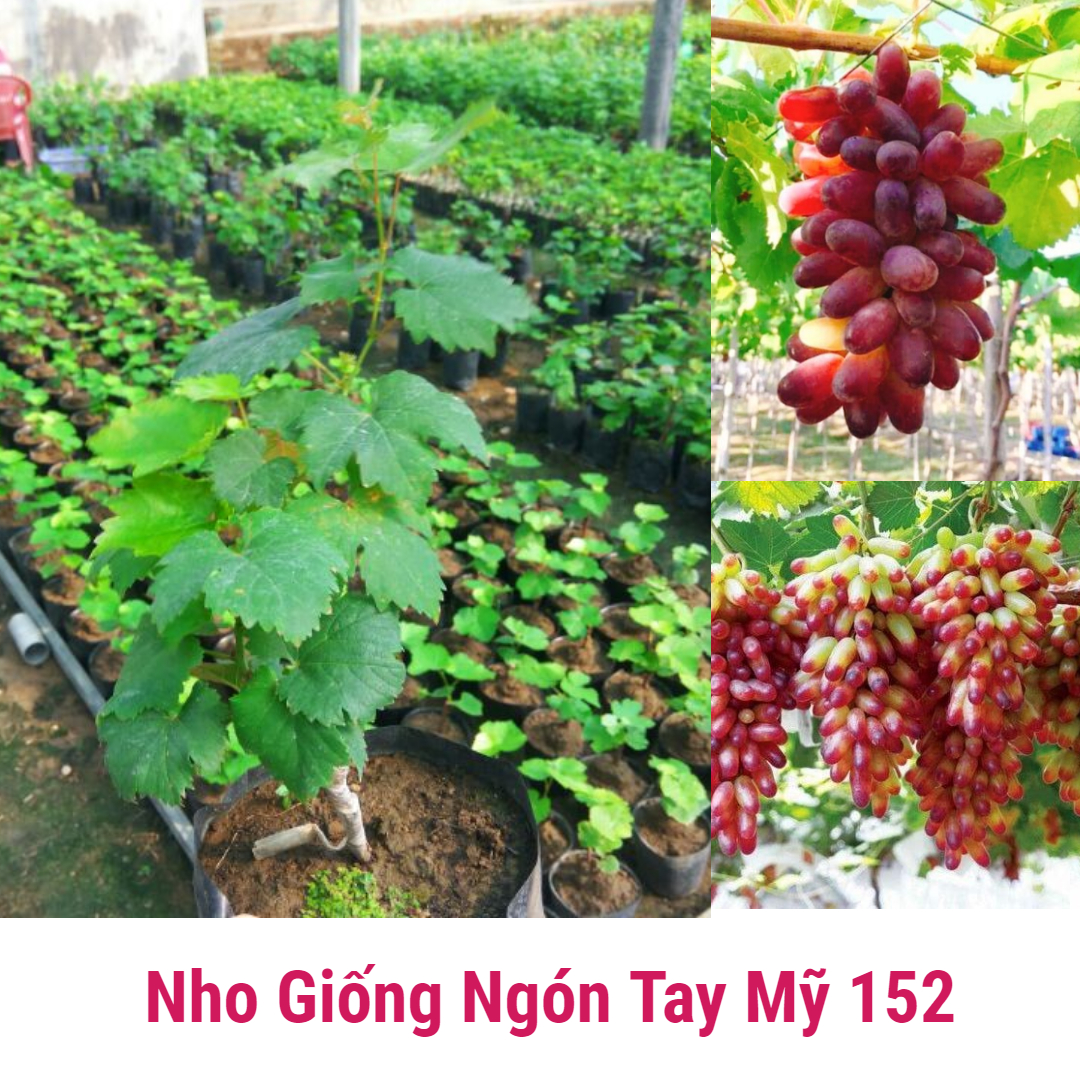 Cây nho giống ngón tay mỹ 152 trái to dài