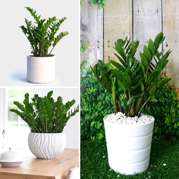 Cây Kim Tiền PHONG THUỶ -CÂY MINI ĐỂ BÀN