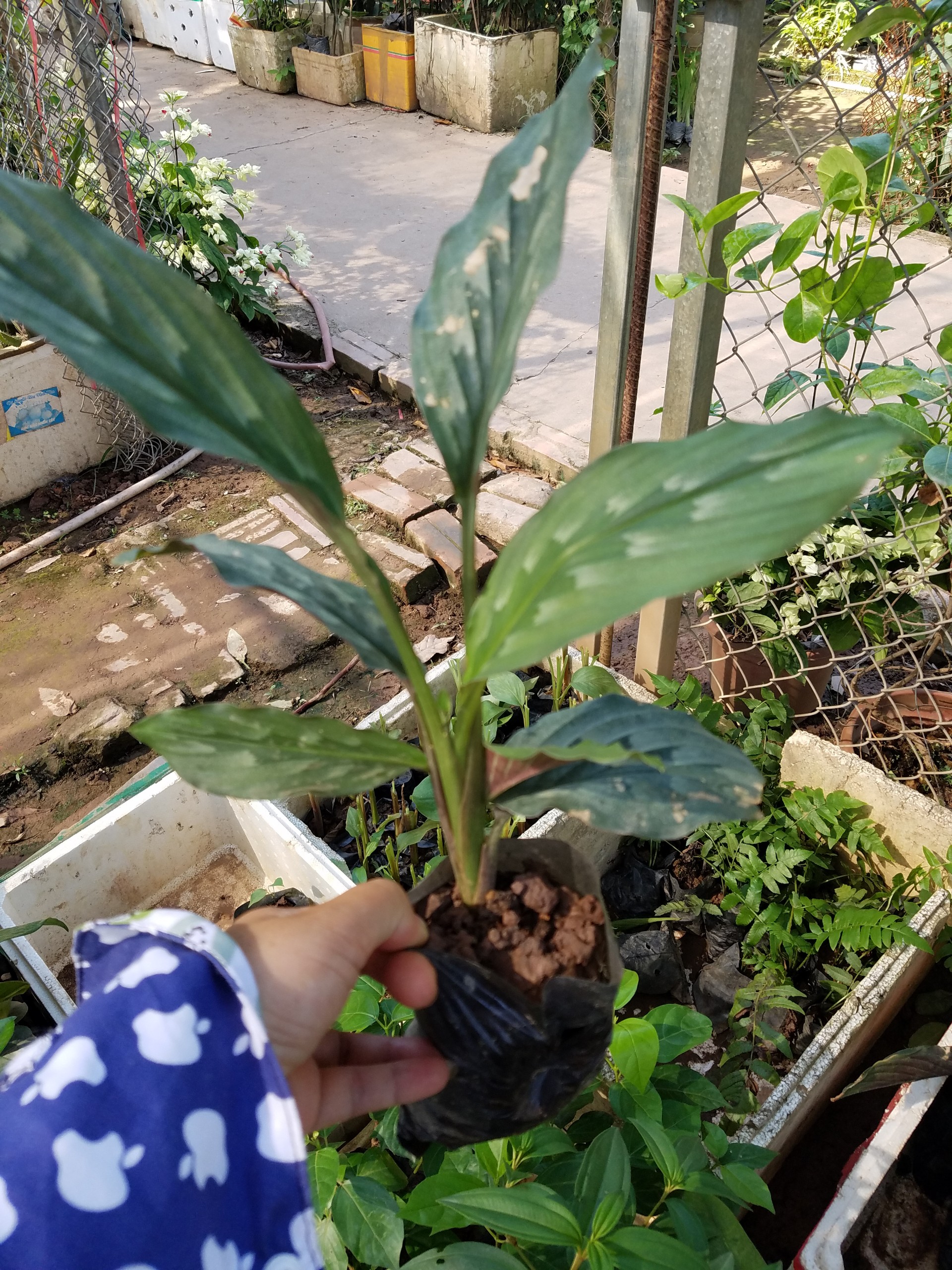 Cây giống tam thất gừng hàng chuẩn giống - Cây trong bầu +tặng 3 cây xanh
