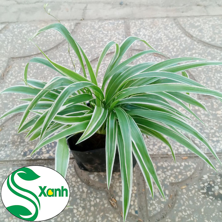 Cây Lan Chi hay còn gọi Cây Mẫu Tử