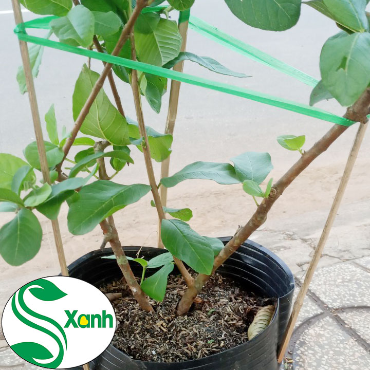 Cây Ổi Đài Loan Ruột Trắng Ít Hạt