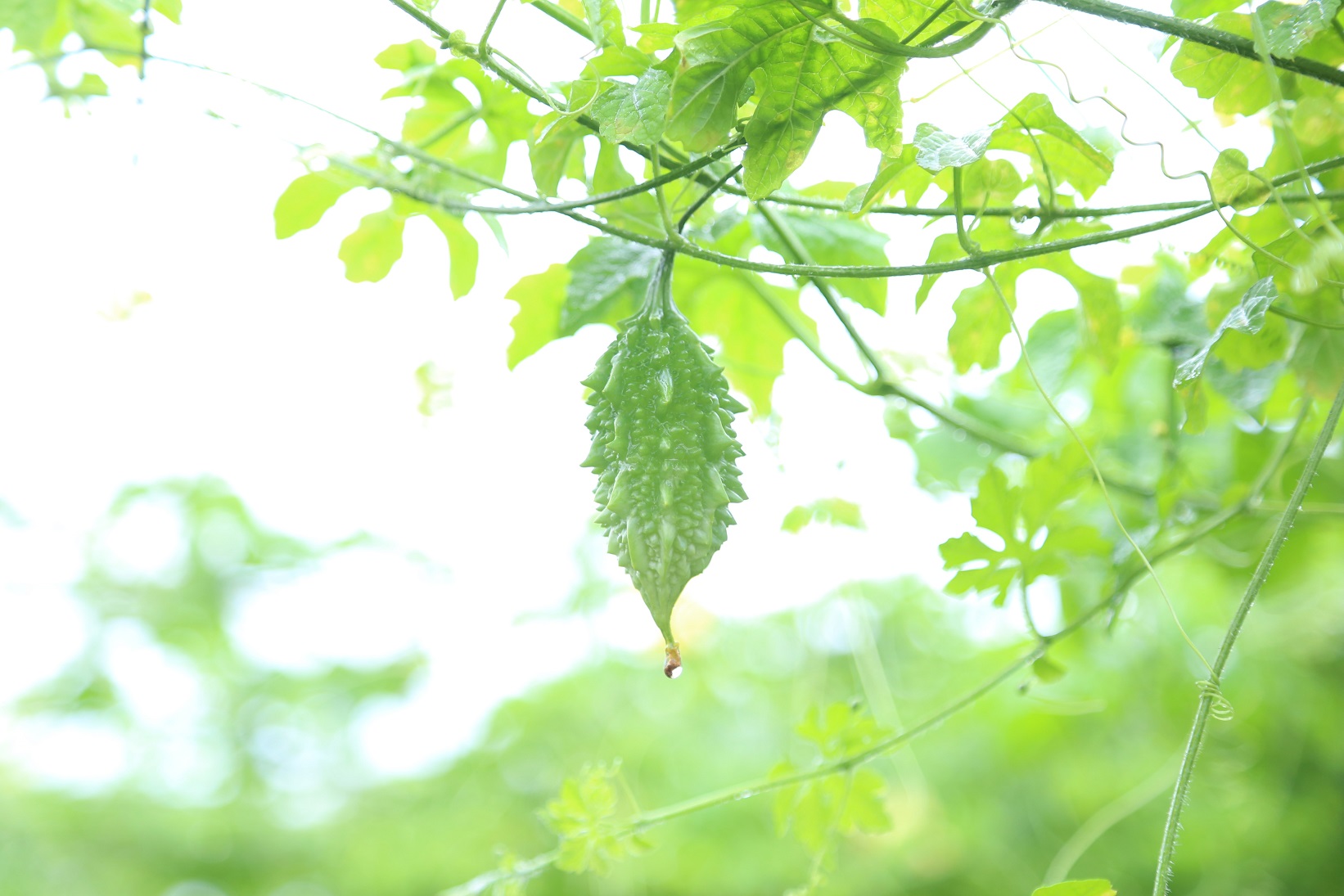 Trà đọt khổ qua rừng