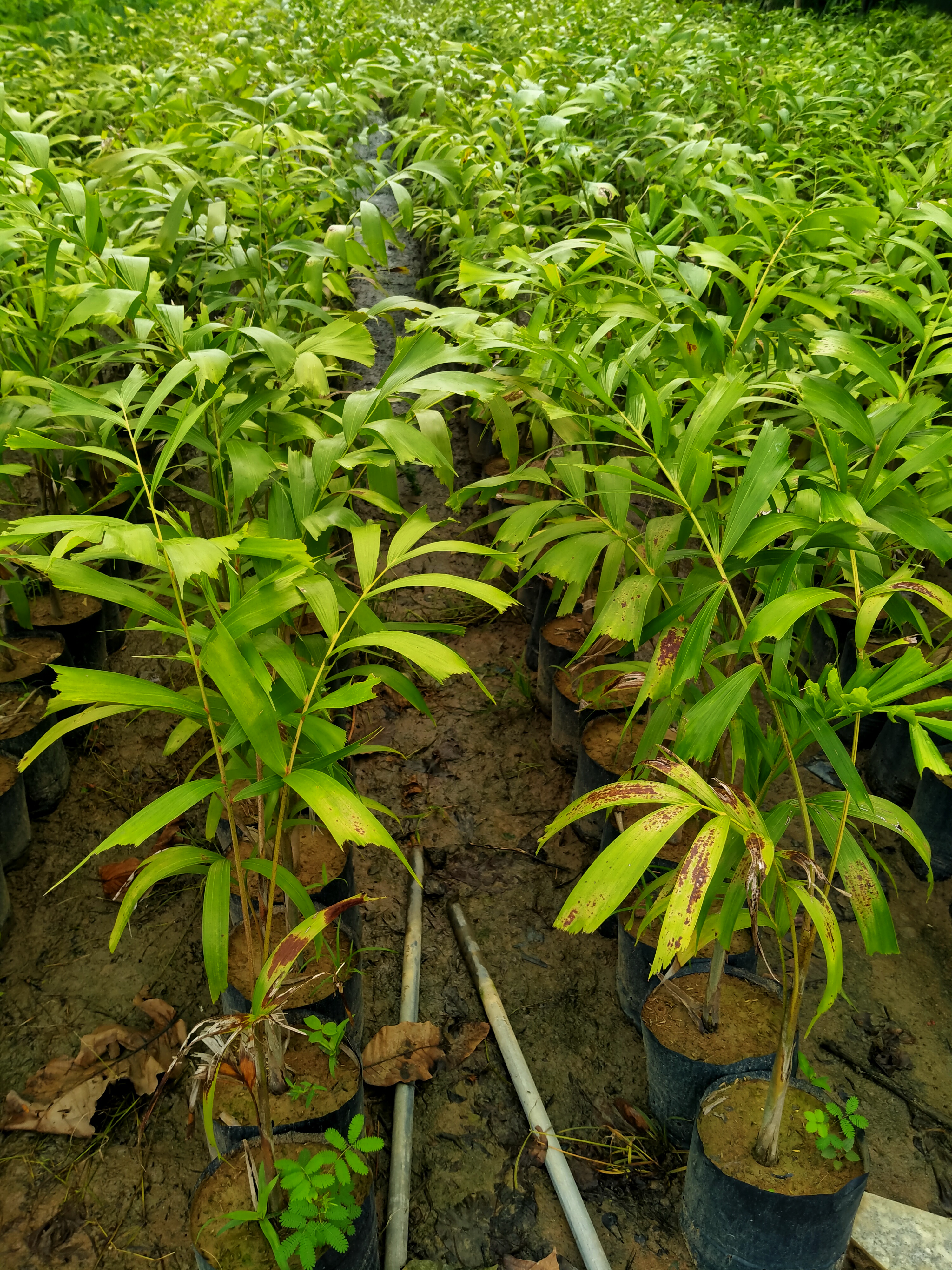 5 cây cau đuôi chồn
