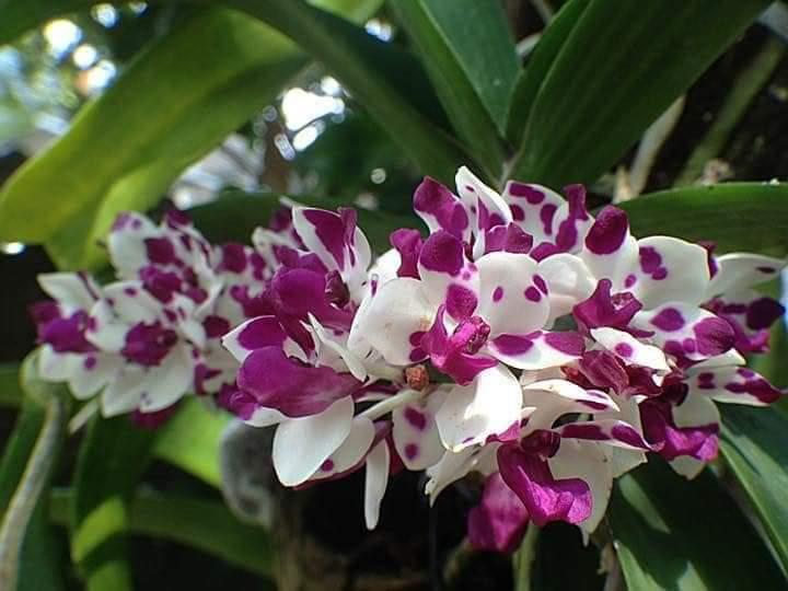 Đai châu lá mít đủ màu