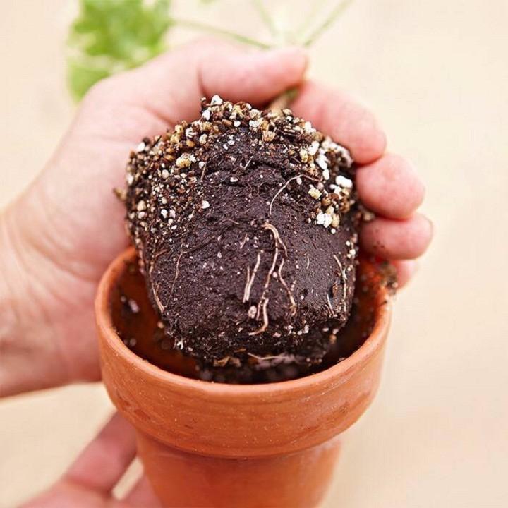 [HCM]Take root lọ 566g Chuyên Giâm Cànhkích rễ