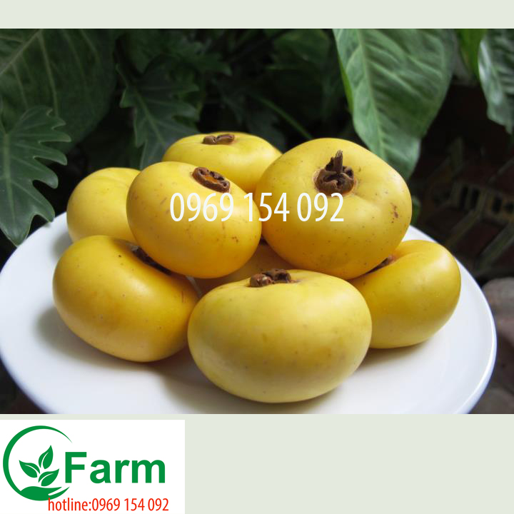 Cây thị giống  tặng thêm cây mặc định