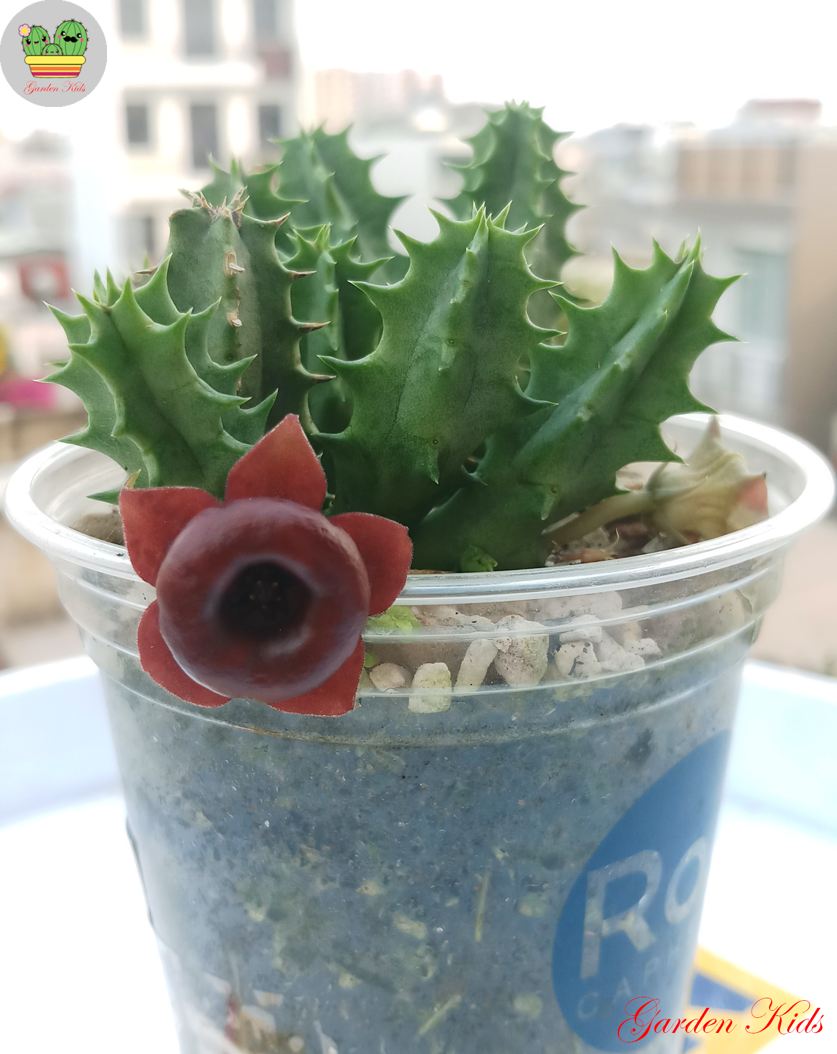 Xương rồng sao biển hoa đỏ (Huernia Korat Crimson)