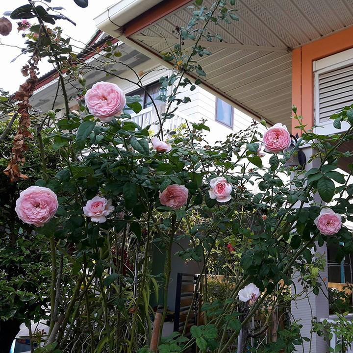 Hoa hông leo Mon Coeur rose