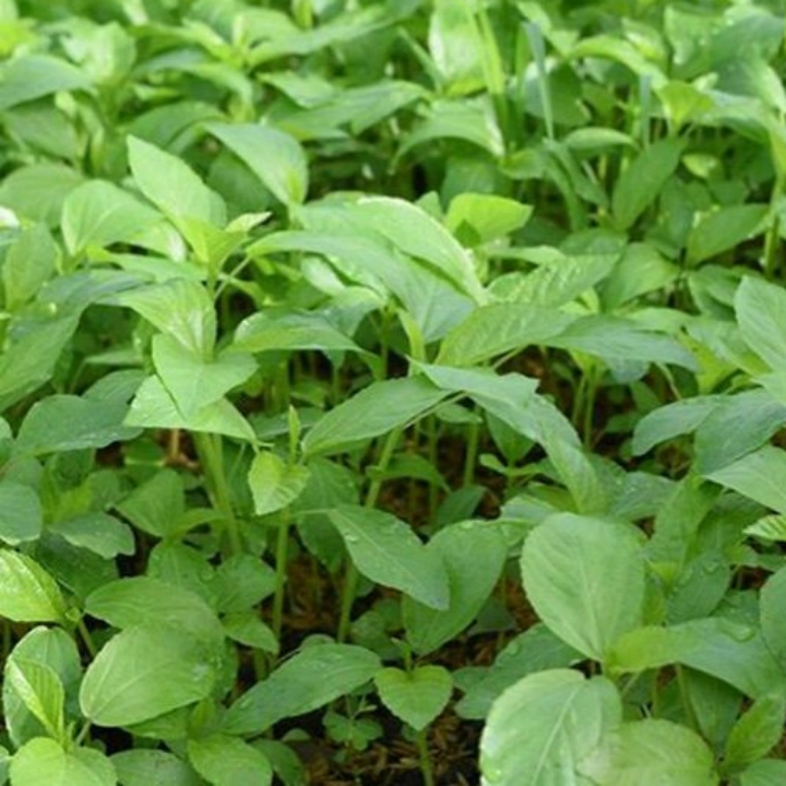 Hạt giống rau đay xanh (trắng) gói 10gr