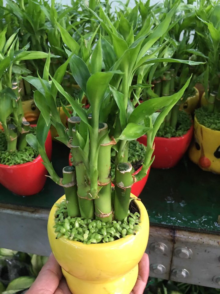 Chậu trúc phú quý phong thủy