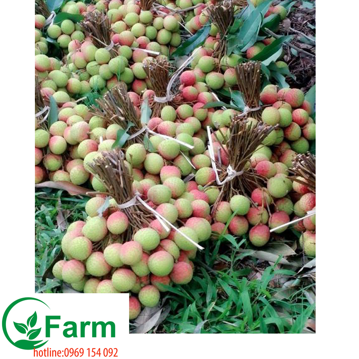 Cây vải ghép  tặng thêm cây mặc định