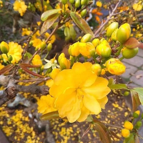 (HÀNG MỚI VỀ) CÂY GIỐNG MAI VÀNG CÚC THỌ HƯƠNG