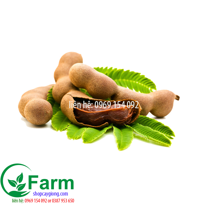 Cây me ngọt thái  tặng thêm cây mặc định