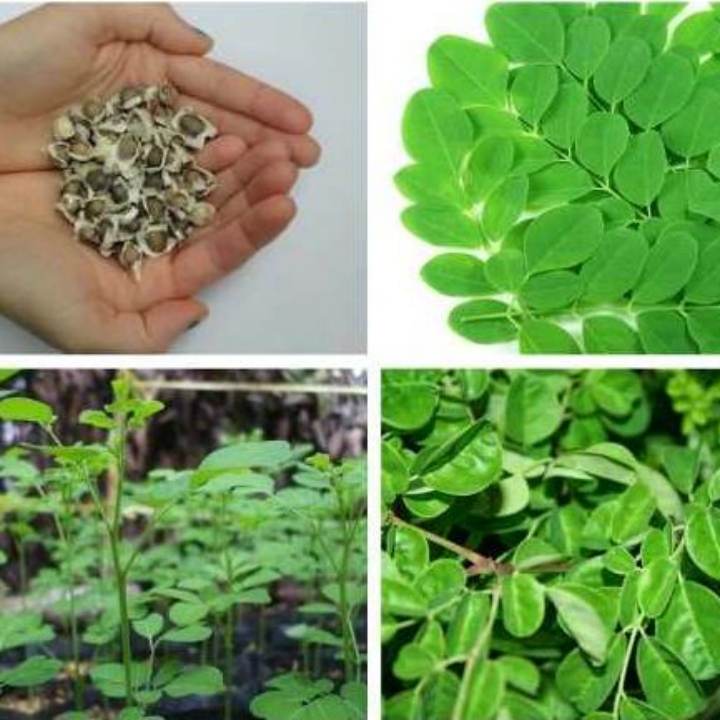 Hạt giống chùm ngây gói 2gr