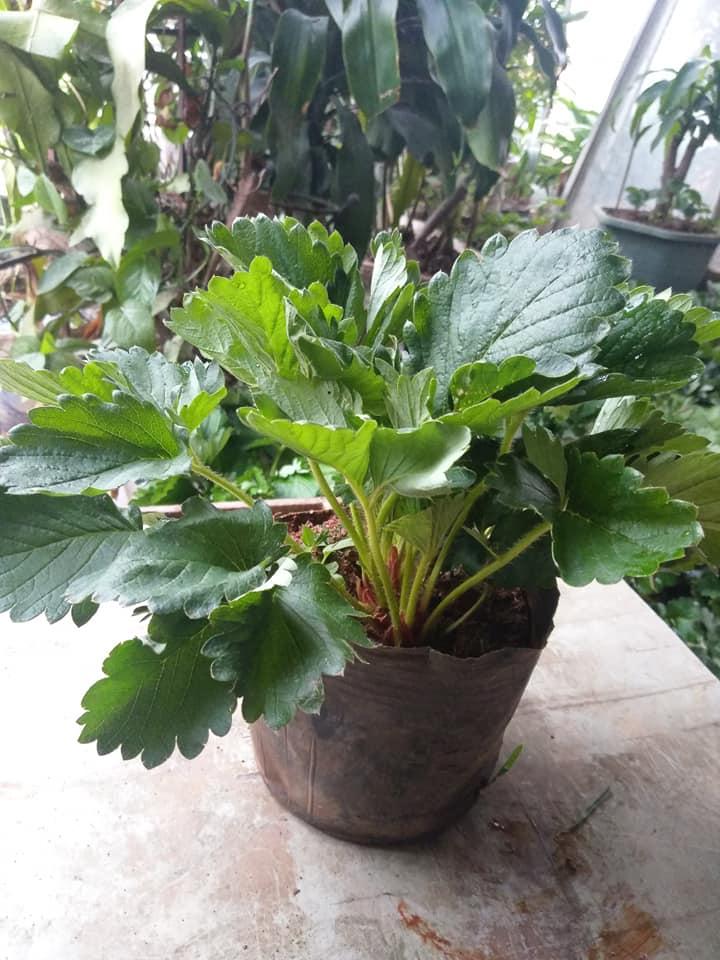 Cây dâu tây đang ra hoa và ra quả