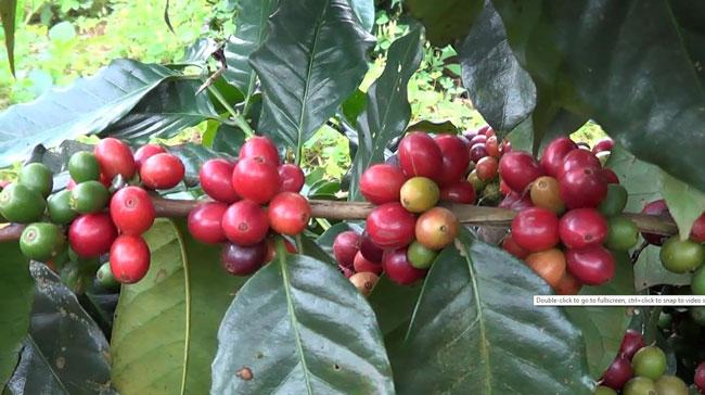 [HCM]Cà phê hạt rang Arabica Khe Sanh loại 500gr