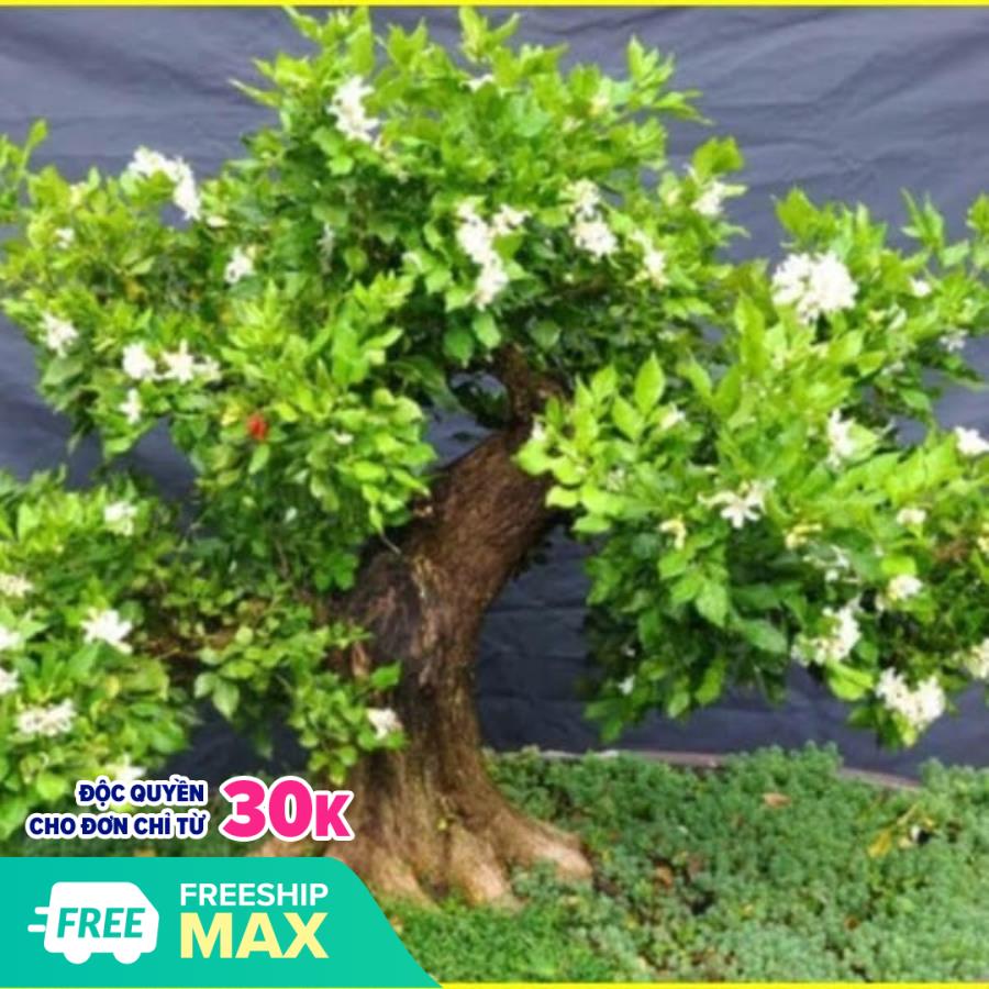(shop uy tín) CÂY NGUYỆT QUẾ HOA THƠM NGÁT, CÂY BONSAI , CÂY CẢNH, CÂY LỚN GỬI NGUYÊN BẦU tặng kèm 5 túi phân dê chất lượng cao