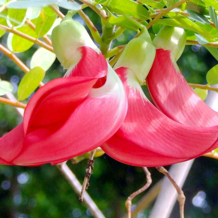 Hạt giống so đũa gói 2gr