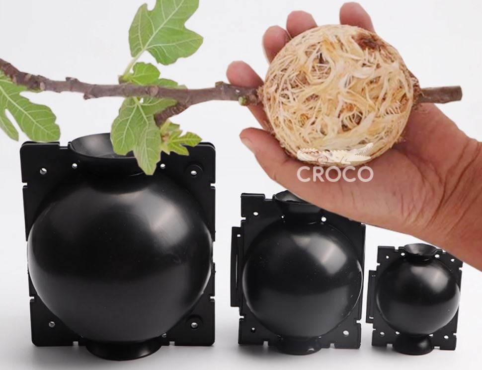 [HCM]Combo 3 Bầu chiết cành Croco - Size L (12cm), Màu Đen