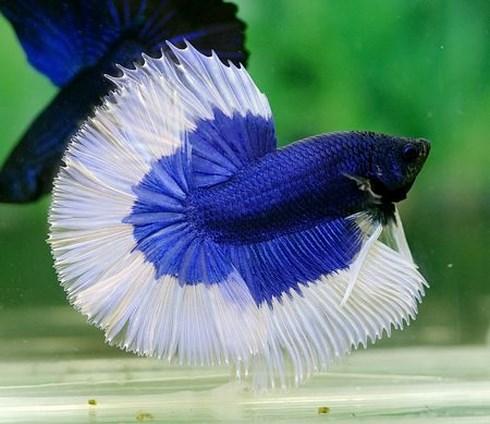 Bể cá chọi Betta box( tặng thức ăn cá)