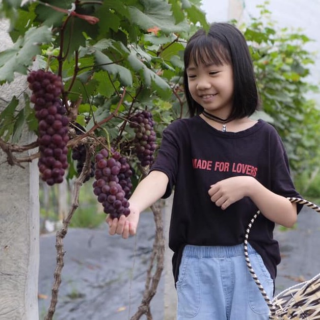 NHO HẠ ĐÊN KHÔNG HẠT  ( cây giống chuẩn , không bán gốc già )