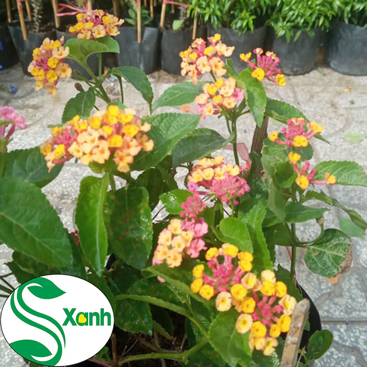 Cây hoa Trâm ổi, hoa ngũ sắc