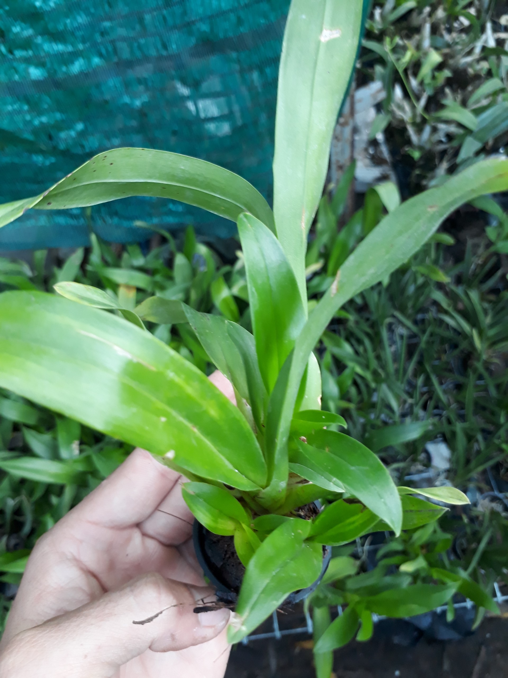 vũ nữ vàng ( damsay)