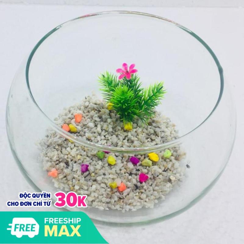 Bể cá mini để bàn tròn T11 - Tặng phụ kiện