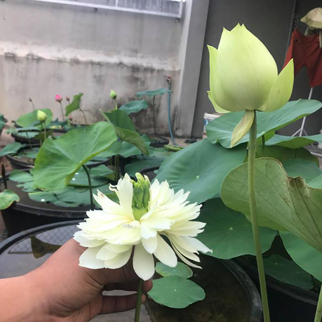 hạt giống SEN CUNG ĐÌNH (SEN BÁCH HỢP) - Gói 10 hạt 2 màu