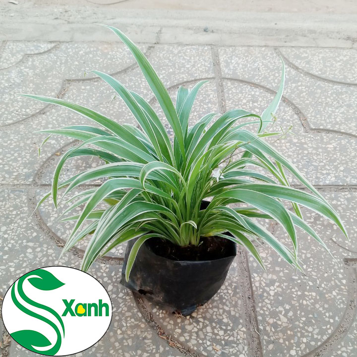 Cây Lan Chi hay còn gọi Cây Mẫu Tử