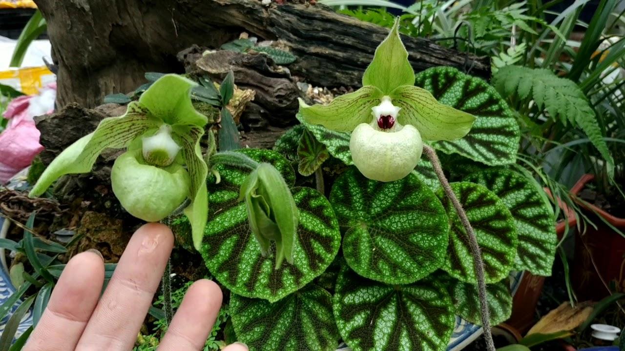 LAN HÀI GIÁP RỪNG TÂY BẮC - LHGTB