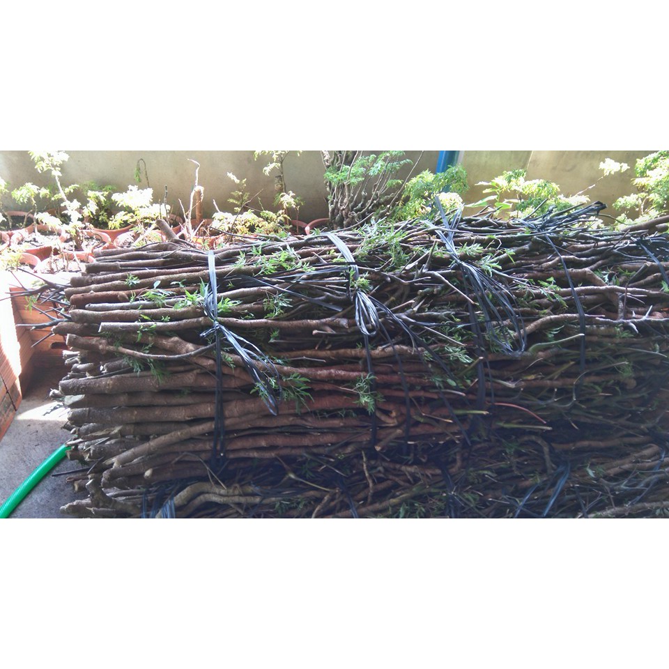 Cành Đinh Lăng Nếp Bắc ( 5 cành)