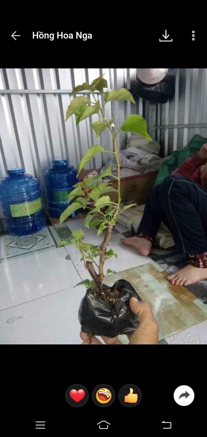 COMBO 2 CÂY HOA GIẤY NGŨ SẮC (  cây giống)