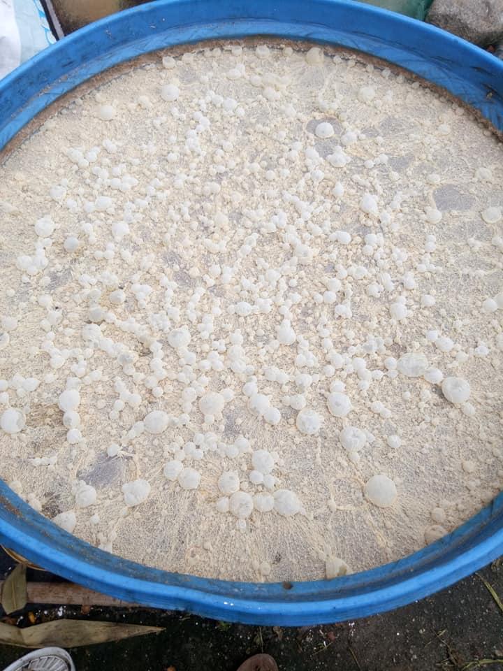 4 CHAI 1LIT EM GỐC CHO TÔM CÁ