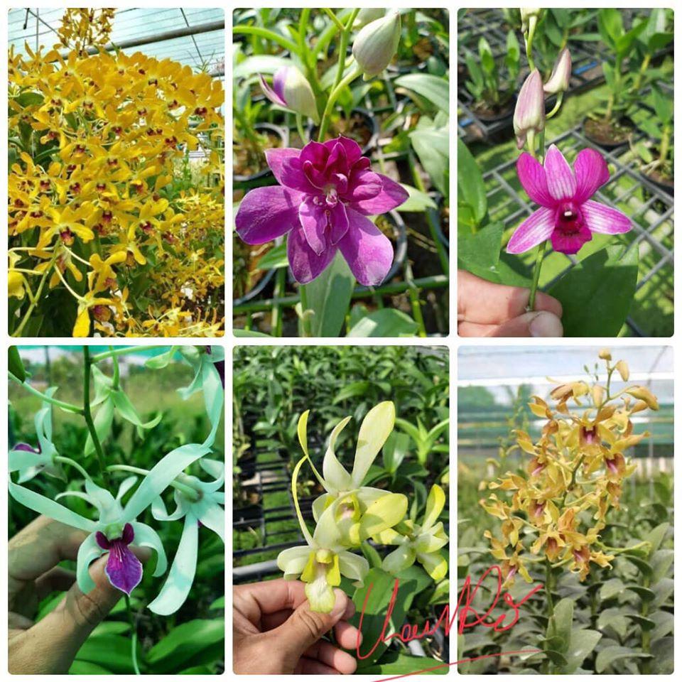 Combo 5 cây Denro màu thuần chủng hàng Thái lan