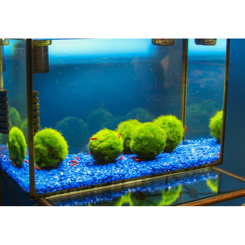 Marimo Tảo thủy sinh may mắn Nhật Bản