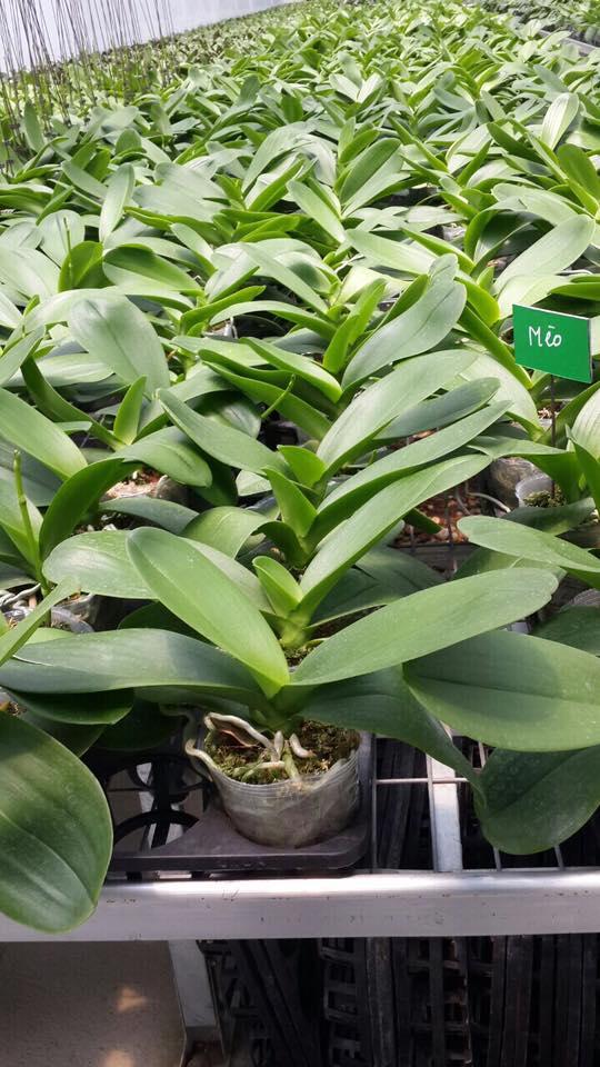 Combo 3 lan hồ điệp cốc 3.5 hoa đại, cây đã cắt 1 lần hoa, Hàng Việt Nam 100% ( 10 màu hoa khác nhau)