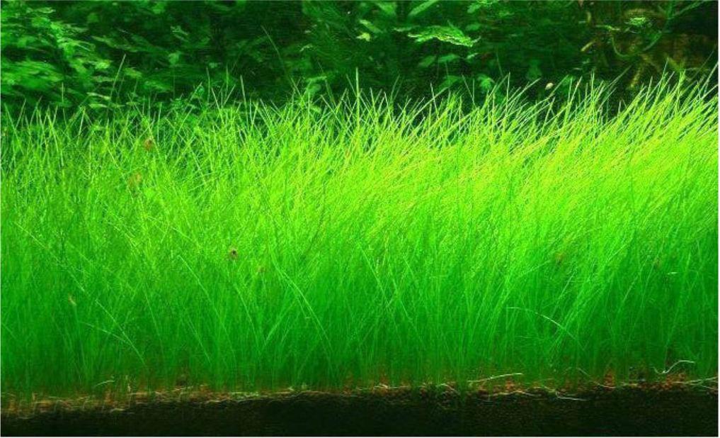 [gói lớn] Hạt giống thủy sinh - cỏ ngưu ma chiên