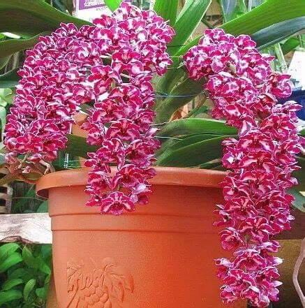 Đai châu giống đủ màu
