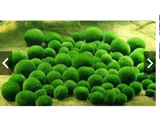 [HCM]Marimo tảo thủy sinh Nhật bản