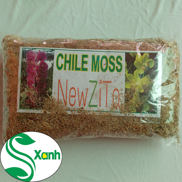 Dớn trắng chile trồng Lan
