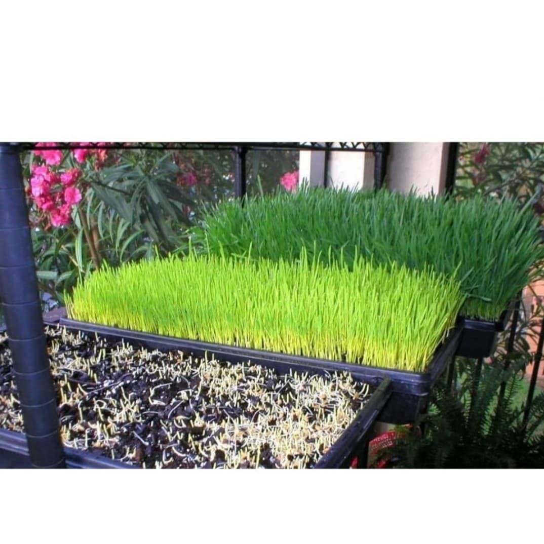 Cat Grass Seeds Eat Pepper to Grow Fluffy Fur
