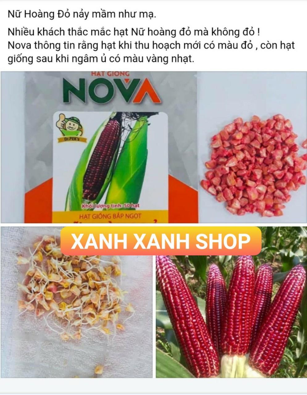[HCM]Hạt giống bắp Nữ Hoàng đỏ - gói 50 hạt