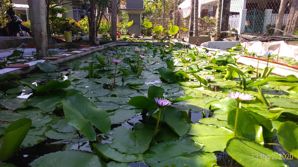 Cây hoa súng Thái Lan màu tím huế đã có hoa và nụ