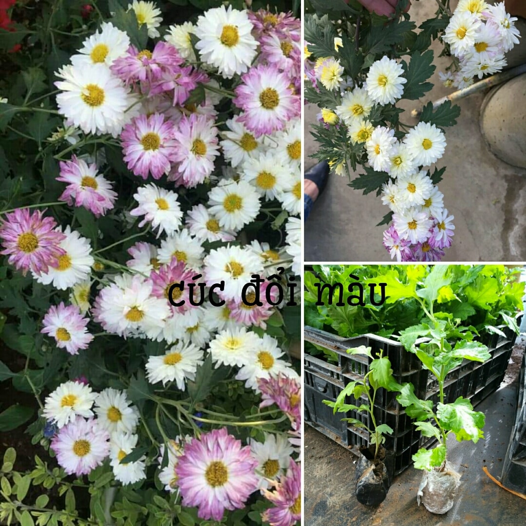 Cúc giống các loại