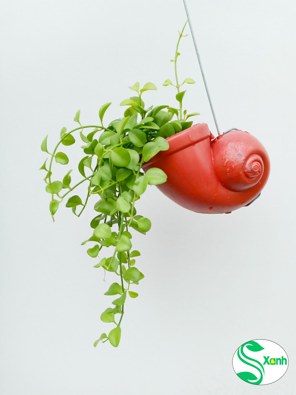 Lan Đô La Ốc Nhựa Đỏ
