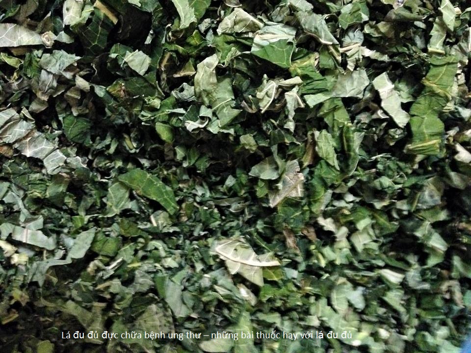 Lá đu đủ đực phơi khô 500 gam