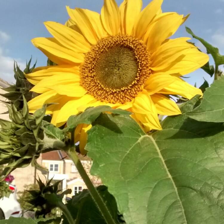 Gói 30 Hạt Giống Hoa Hướng Dương Cao Sungold - Nanuseeds - Thế Giới Rau Mầm Shop